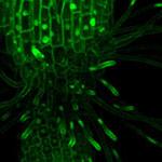 Confocal 3D reconstruction of Arabidopsis collet hair