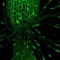 Confocal 3D reconstruction of Arabidopsis collet hair