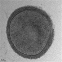 Bacillus subtilis, cross section