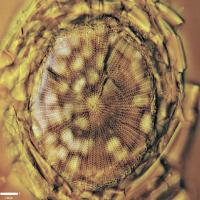 Riveal Contrast image of a diatom