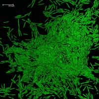 2D confocal image of Pseudomonas aeruginosa biofilm