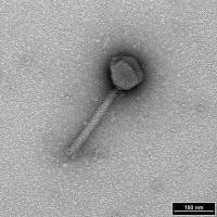Bacteriophage, negative stain