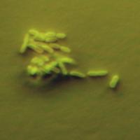 Riveal Contrast of Pseudomonas aeruginosa cells