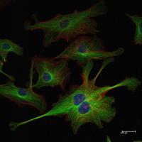 Confocal image of immunostained FluoCells 2