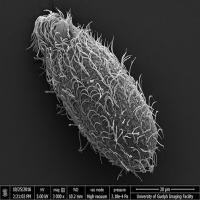 Tetrahymena mobilis SEM