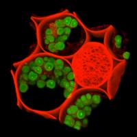 Confocal 3D reconstruction of rhizome of Convallaria