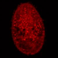 Confocal image of Tetrahymena, mitochondria stained in red