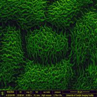 Lily leaf colourized, SEM