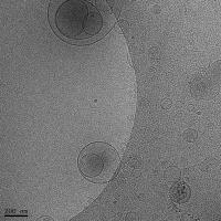 Neutraceutical liposomes