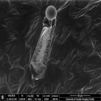 Plant leaf with trichome, ESEM 