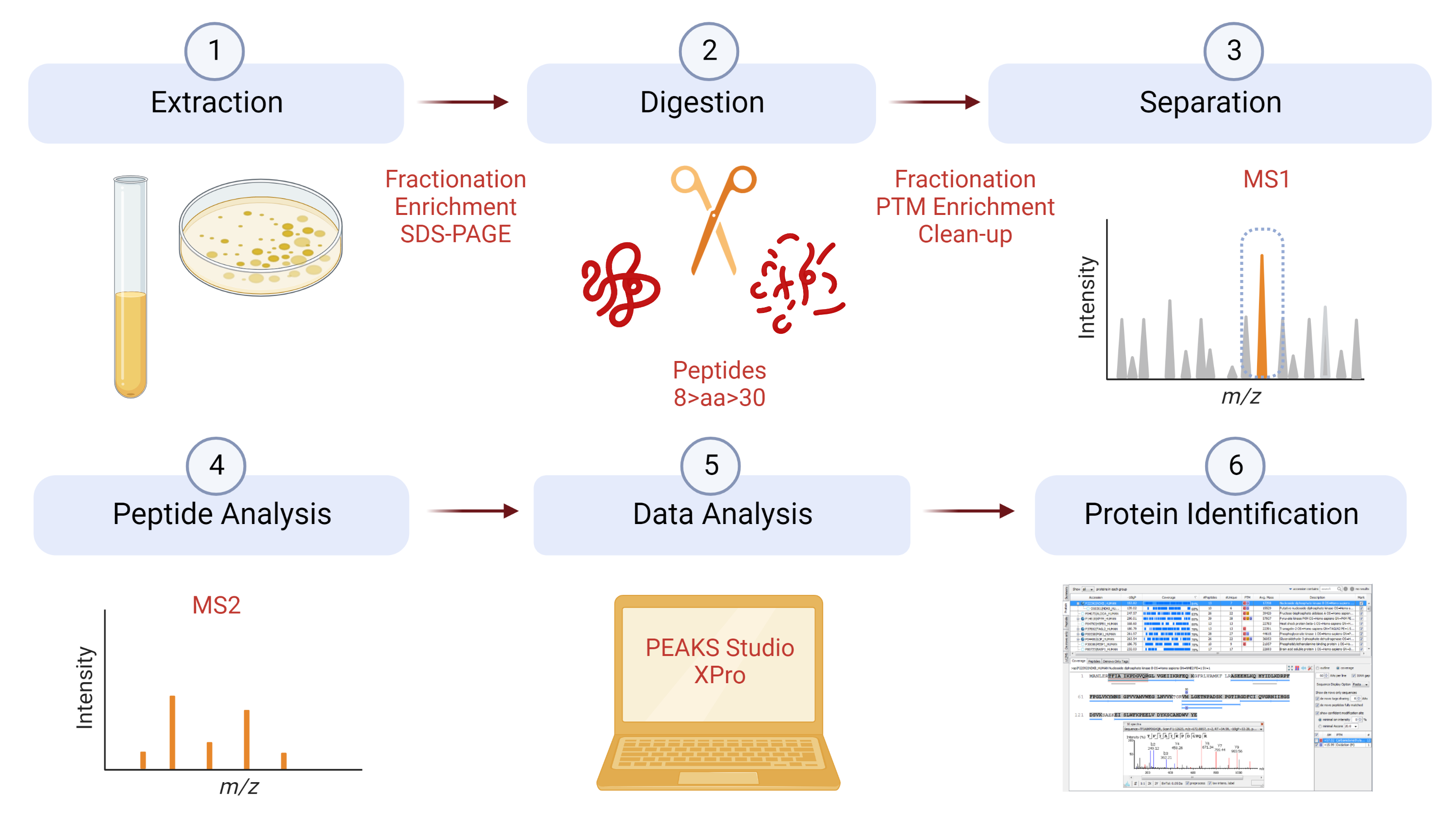 Workflow for protein identification.Proteins are extracted and can be fractionaled,enriched or separated on a gel followed by digestion with protease into small peptides between 8 and 30 aminoacids. These peptides can first be enriched or fractionaled followed by a clean-up and then separated using chromatography and detected by mass spectrometry and fragmented. The data is then analyzed using Peaks 10.0 software and compared to protein databases which leads to protein identification. 