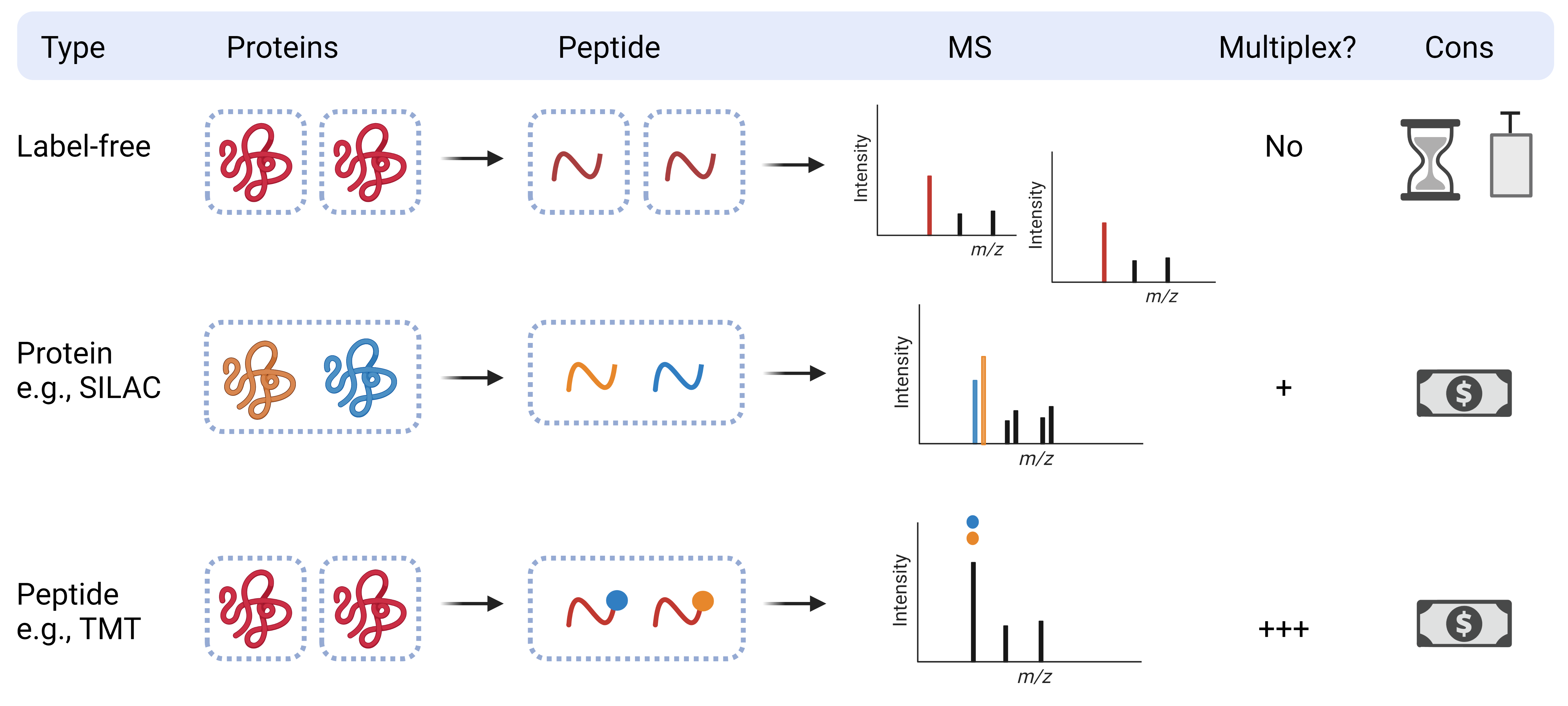 Workflow for protein identification.Proteins are extracted and can be fractionaled,enriched or separated on a gel followed by digestion with protease into small peptides between 8 and 30 aminoacids. These peptides can first be enriched or fractionaled followed by a clean-up and then separated using chromatography and detected by mass spectrometry and fragmented. The data is then analyzed using Peaks 10.0 software and compared to protein databases which leads to protein identification. 