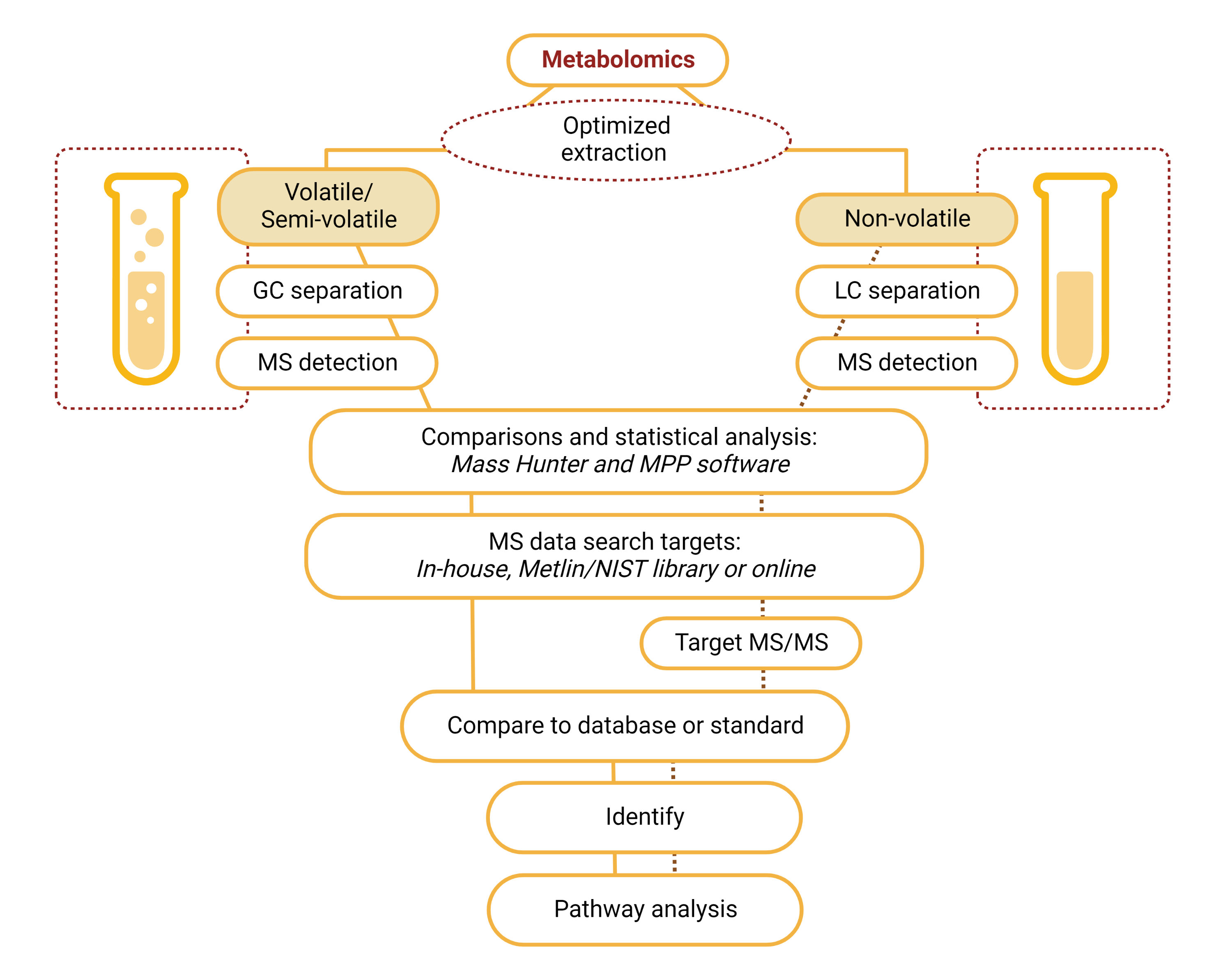 Workflow for protein identification.Proteins are extracted and can be fractionaled,enriched or separated on a gel followed by digestion with protease into small peptides between 8 and 30 aminoacids. These peptides can first be enriched or fractionaled followed by a clean-up and then separated using chromatography and detected by mass spectrometry and fragmented. The data is then analyzed using Peaks 10.0 software and compared to protein databases which leads to protein identification. 