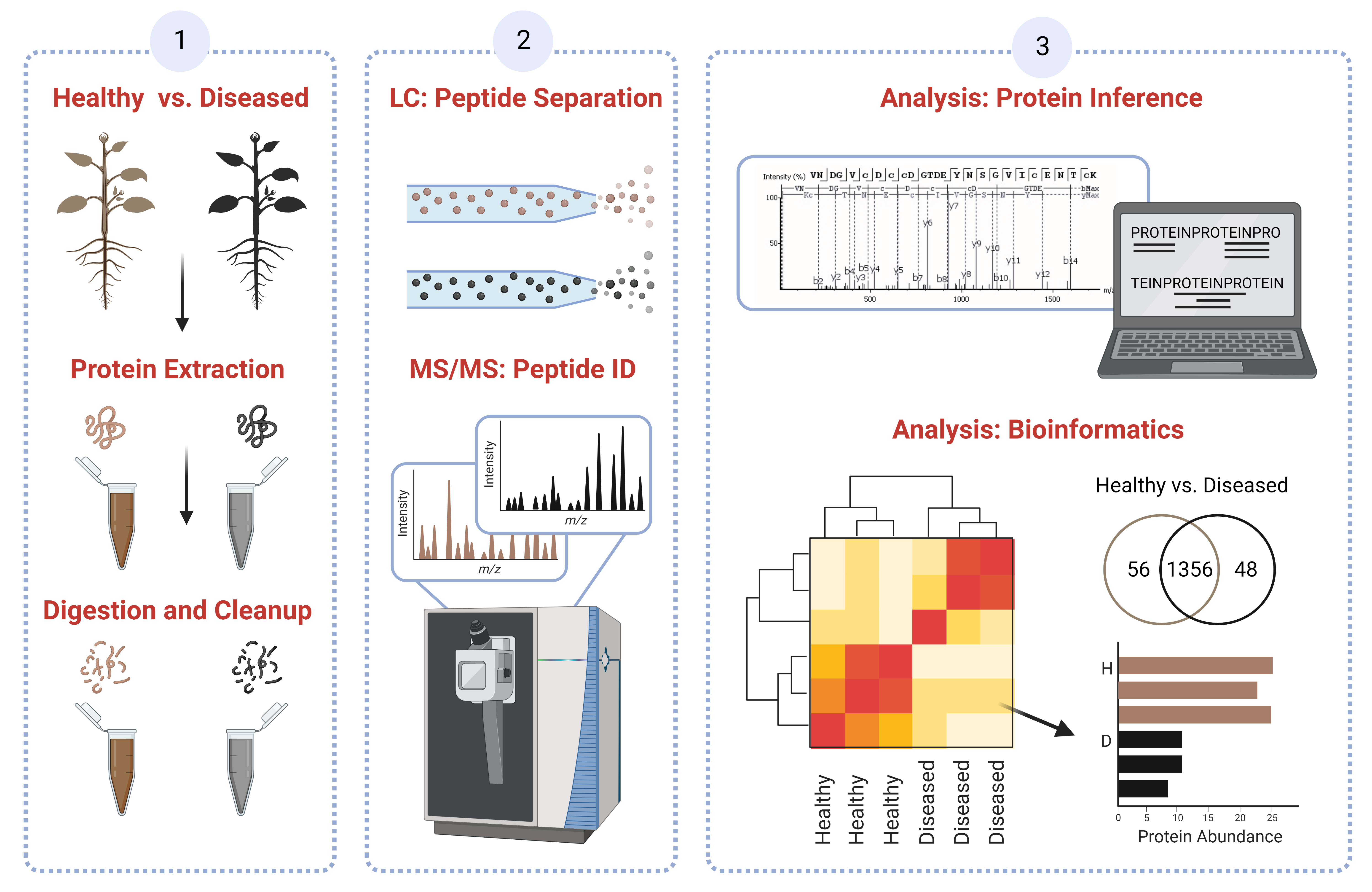 Workflow for protein identification.Proteins are extracted and can be fractionaled,enriched or separated on a gel followed by digestion with protease into small peptides between 8 and 30 aminoacids. These peptides can first be enriched or fractionaled followed by a clean-up and then separated using chromatography and detected by mass spectrometry and fragmented. The data is then analyzed using Peaks 10.0 software and compared to protein databases which leads to protein identification. 