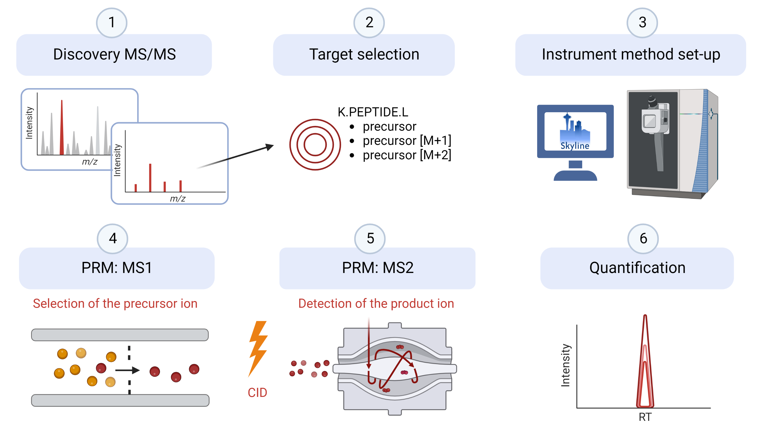 Workflow for protein identification.Proteins are extracted and can be fractionaled,enriched or separated on a gel followed by digestion with protease into small peptides between 8 and 30 aminoacids. These peptides can first be enriched or fractionaled followed by a clean-up and then separated using chromatography and detected by mass spectrometry and fragmented. The data is then analyzed using Peaks 10.0 software and compared to protein databases which leads to protein identification. 