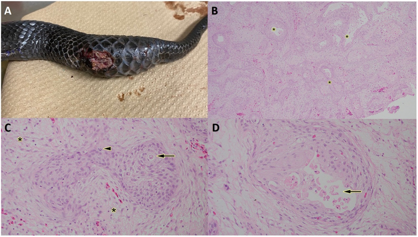 Scent gland squamous cell carcinoma