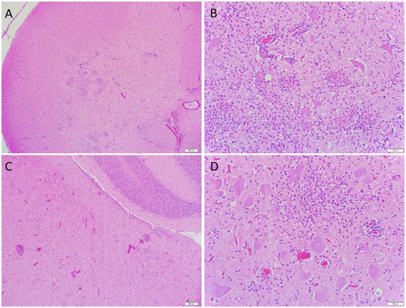 Figure 1-4. Porcine sapelovirus