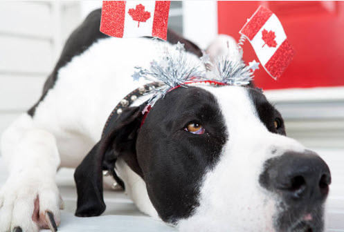 Dog on Canada Day