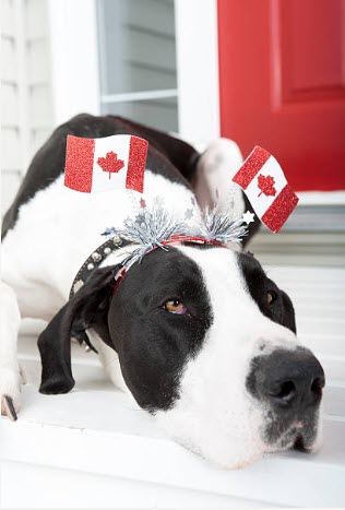 Canada Day dog on porch