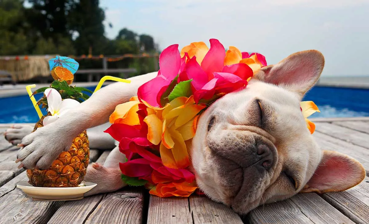 Dog relaxing on dock