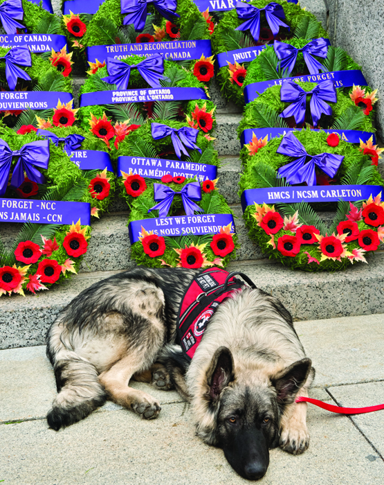 A service dog waits beside wreaths placed at the National War Memorial in Ottawa.