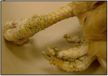 Figure 4.  Swollen feet and exfoliating crusts.