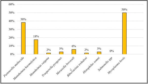 Figure 1. Results of bacterial panel from 68 dairy calves on 14 dairy farms in Ontario that were experiencing a respiratory disease challenge.