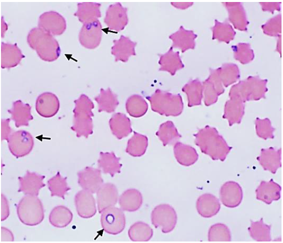 Figure 1. Blood smear demonstrating small rounded to pear-shaped intra-erythrocytic inclusions, observed individually and in pairs (arrows), compatible with Babesia spp.