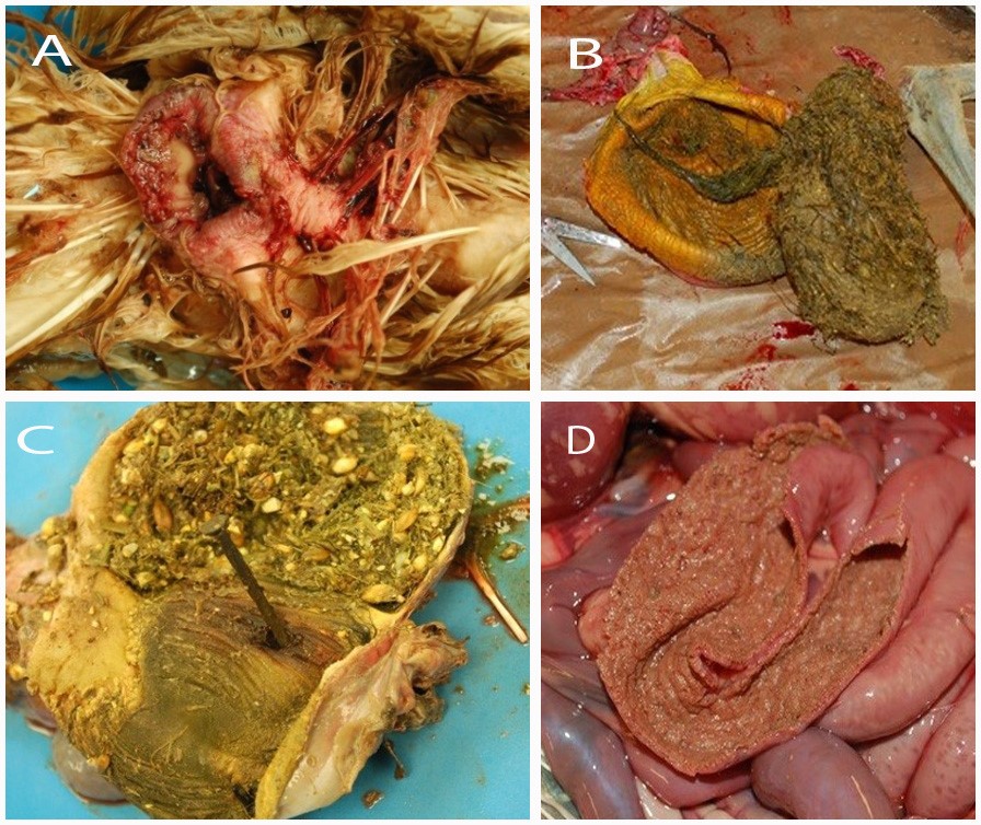 A Vent trauma. B Gizzard impaction with fibrous material. C Foreign body (nail) perforating the gizzard. D Necrotic enteritis (Turkish towel mucosa).