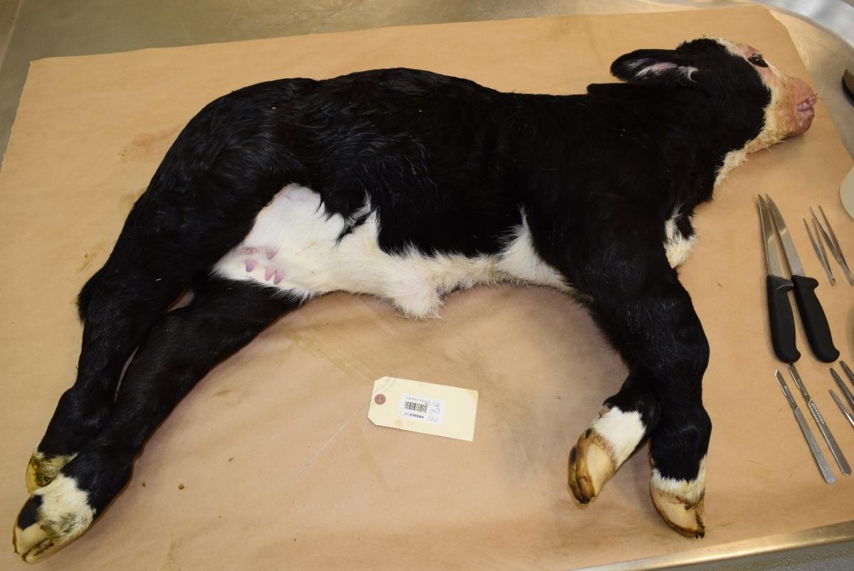   One day old beef calf with shortened limbs and enlarged joints (most apparent in the forelimbs).