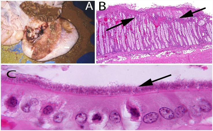 Figure 1.  A. Mucohemorrhagic enteritis due to Brachyspira hyodysenteriae (swine dysentery) courtesy of A.A. van Dreumel.  B. Swine dysentery showing necrosis and ulceration of superficial mucosa (arrows) (H&E).  C. Brachyspira pilosicoli with typical adherence of organisms to the colonic enterocyte surface producing a “brush-cut” appearance (arrow) (H&E).
