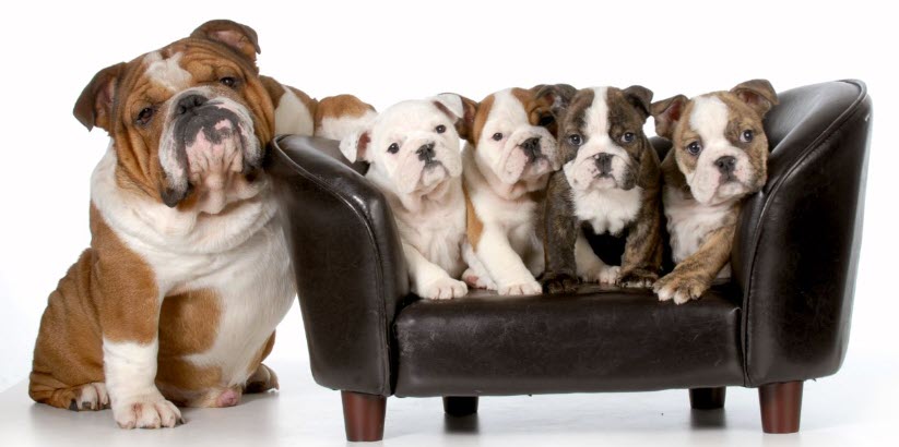 Bulldog family