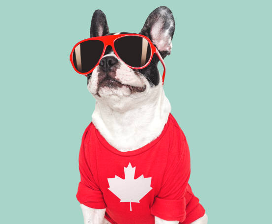 Canada Day - Dog with sunglasses
