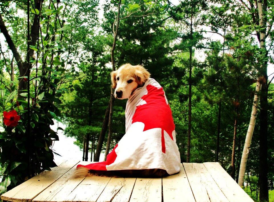 Golden Retriever wearing a Canada Flag