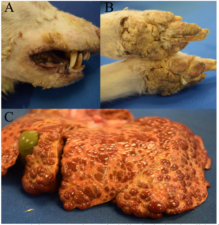 Figure 1. Canine hepatocutaneous syndrome. A. Alopecia with erosive, ulcerative, and crusted lesions of the muzzle. B. Marked footpad hyperkeratosis. C. Microhepatica with severe hepatic fibrosis, parenchymal collapse and multinodular hepatocellular regeneration