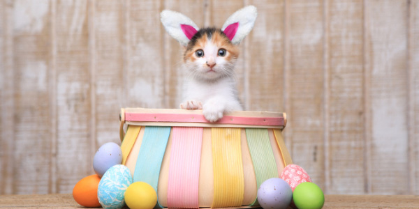 Kitten sitting in basket with Easter Bunny ears