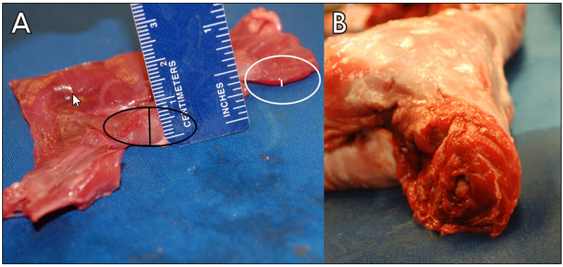 Figure 1. Feline muscular dystrophy.  A. Severe multifocal thickening of the diaphragm (black line and oval); normal diaphragm thickness (white line and oval).  B. Hypertrophy of the muscles over the dorsal neck.