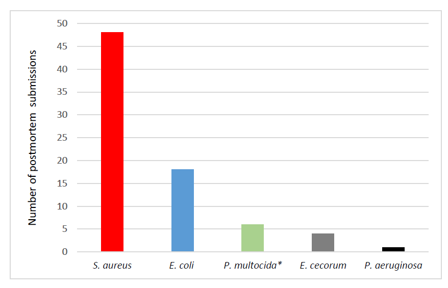 Figure 2. Bacterial etiologies of arthritis identified in broiler breeder chickens submitted for postmortem to the AHL in 2022. *P. multocida isolates were from vaccinated flocks.