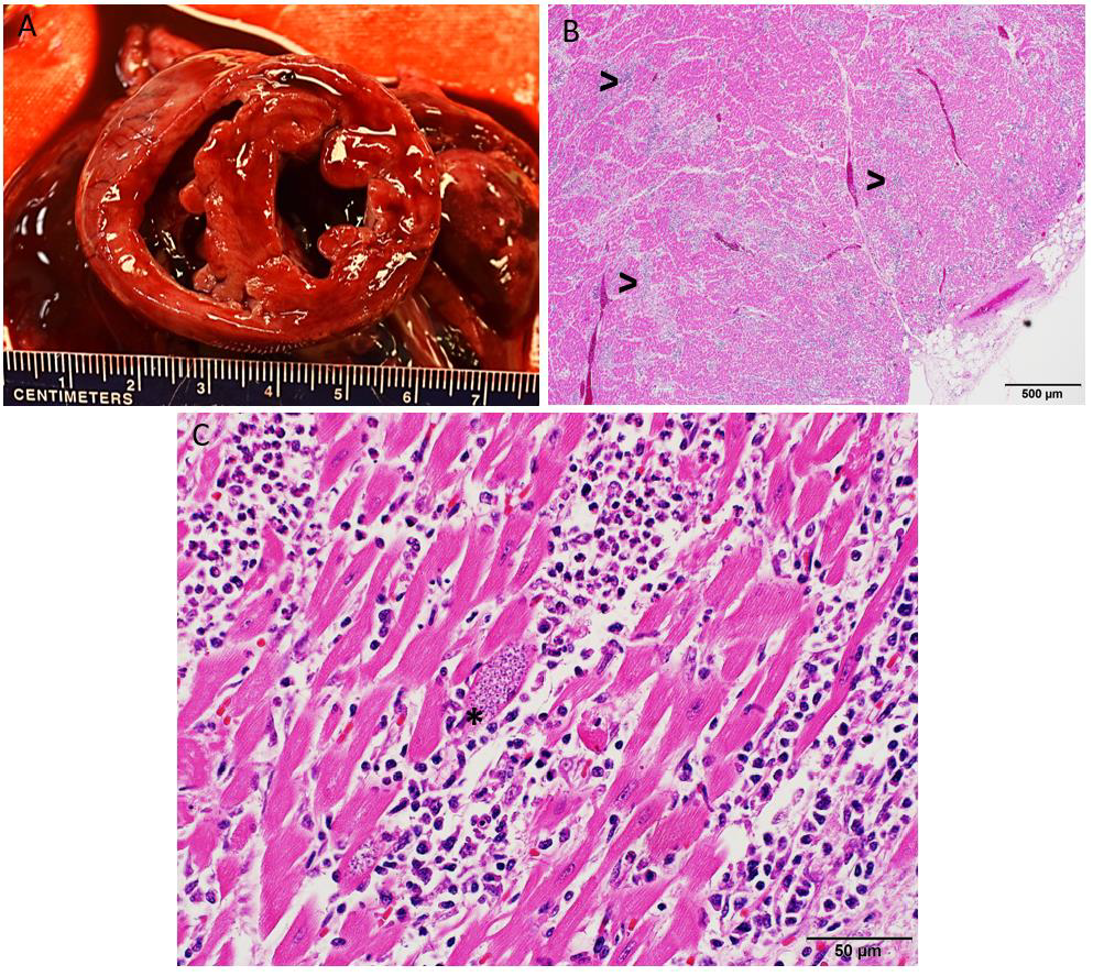 Page 24 of 24 contaminated feces. Chagas disease can manifest with acute and/or chronic phases, and the incubation period can range from approximately 5 to 42 days. In addition to non-specific febrile illness, acutely affected dogs can present with anorexia, lethargy, vomiting, diarrhea, lymphadenopathy, hepatomegaly, and/or splenomegaly and reports of acute clinical myocarditis seem to be less common. This case highlights the importance of obtaining travel history as part of a clinical work-up, since animals travelling between different geographical locations can carry pathogens not native to the area in which they reside. AHL Figure 1. Gross and histologic lesions of T. cruzi in a puppy. A. Cross-section of the heart showing thickening of the right ventricular free wall and pallor of the myocardium. B. Microscopic section of heart demonstrating widespread inflammatory infiltrates throughout the wall (>) (H&E, 4x). C. Microscopic section of heart capturing predominately neutrophilic inflammation surrounding a cardiomyocyte harbouring an intracytoplasmic pseudocyst containing numerous 2-4 um protozoal amastigotes (*) (H&E, 40x).