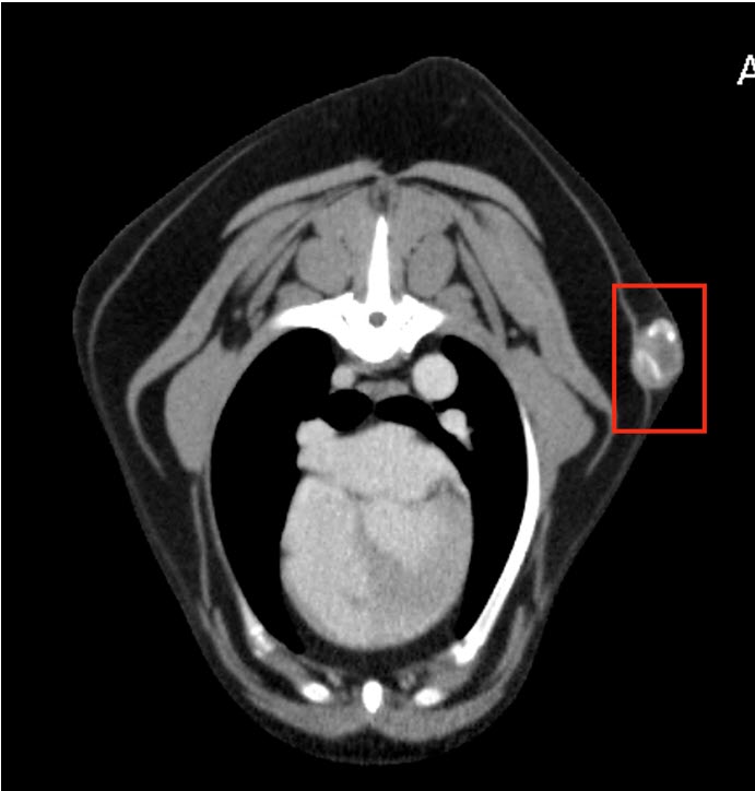 Figure 2. CT image showing a well delineated, soft tissue and mineral density mass (red rectangle) that is mildly heterogeneously contrast enhancing on the lateral aspect of the left thorax in the subcutaneous fat, caudal to the left scapula. 