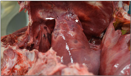 Figure 1. Lung is firmly and focally adherent to parietal pleura (arrow), and there is multifocal consolidation (asterisk) in lung parenchyma.