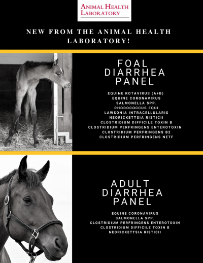 Cover of Equine DiarrheaPanels pamphlet