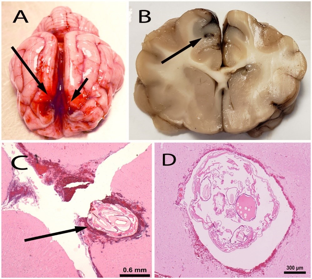 Cuterebra spp. migration in a cat brain. A. Foci of hemorrhage in dorsal-rostral cerebral cortex (arrows). B. Hemorrhagic tract in cortex (arrow). C, D. Migrating larva in brain, H+E.