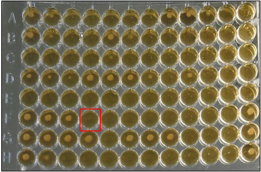 Figure 2.  Microbroth dilution plate demonstrating a series of wells containing “buttons” of bacteria growing in broth.  The first well in each row containing no growth (button) indicates the minimal inhibitory concentration for that particular antibiotic.  For example, red square in row F. 