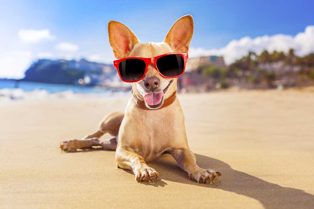 Dog on beach wearing sunglasses