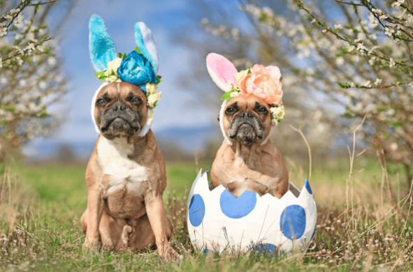 Two dogs posing for Easter