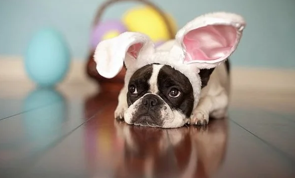 Dog in Easter bunny ears