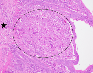 Large schizonts of E. necatrix (circle) in deep lamina propria of jejunum. Tunica muscularis (star)