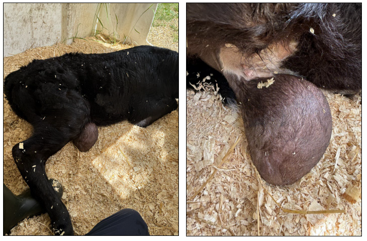 Figures 1 and 2. Affected calf with markedly enlarged testis