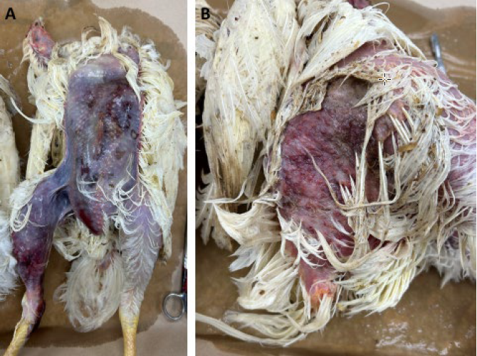  Lateral thigh)